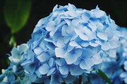 10 Savjeta Za Uspjesan Uzgoj Hortnezija Ili Hydrangea1