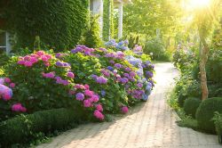 10 Savjeta Za Uspjesan Uzgoj Hortnezija Ili Hydrangea2