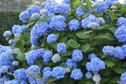 10 Savjeta Za Uspjesan Uzgoj Hortnezija Ili Hydrangea6