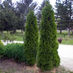 Thuja Occidentalis Columna9