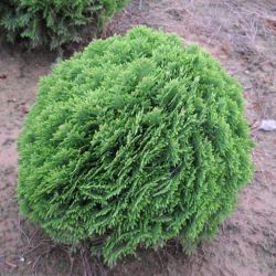 Thuja Occidentalis Danica