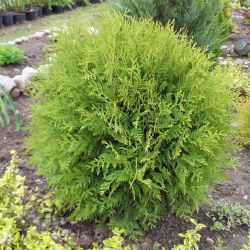 Thuja Occidentalis Globosa