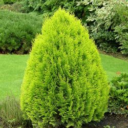 Thuja Orientalis Aurea Nana
