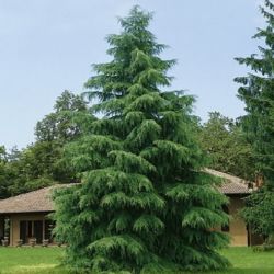 Cedrus Deodara