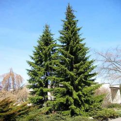 Picea Omorika Nidiformis