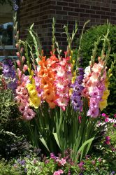 Gladiola Rezano Cvece Iz Vrta 01