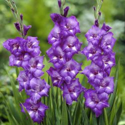 Gladiola Rezano Cvece Iz Vrta 02