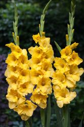 Gladiola Rezano Cvece Iz Vrta 03