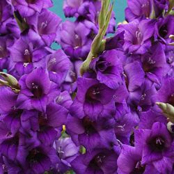 Gladiola Rezano Cvece Iz Vrta 05