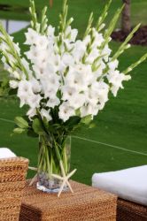 Gladiola Rezano Cvece Iz Vrta 06