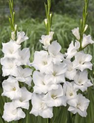 Gladiola Rezano Cvece Iz Vrta 07