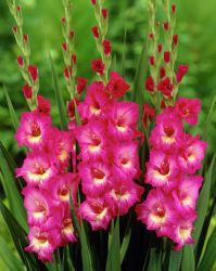 Gladiola Rezano Cvece Iz Vrta 11