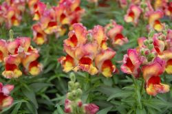 Jednostavno Produzite Cvjetanje Zijevalice Antirrhinum Majus